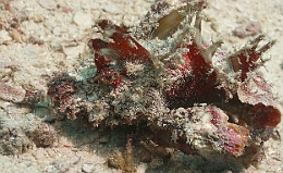 Sipadan_2015_Rascasse a filaments_Inimicus filamentosus_IMG_2880_rc